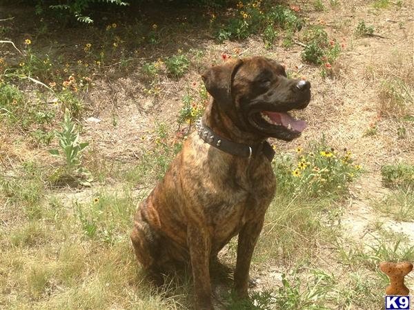 Mastiff stud dog